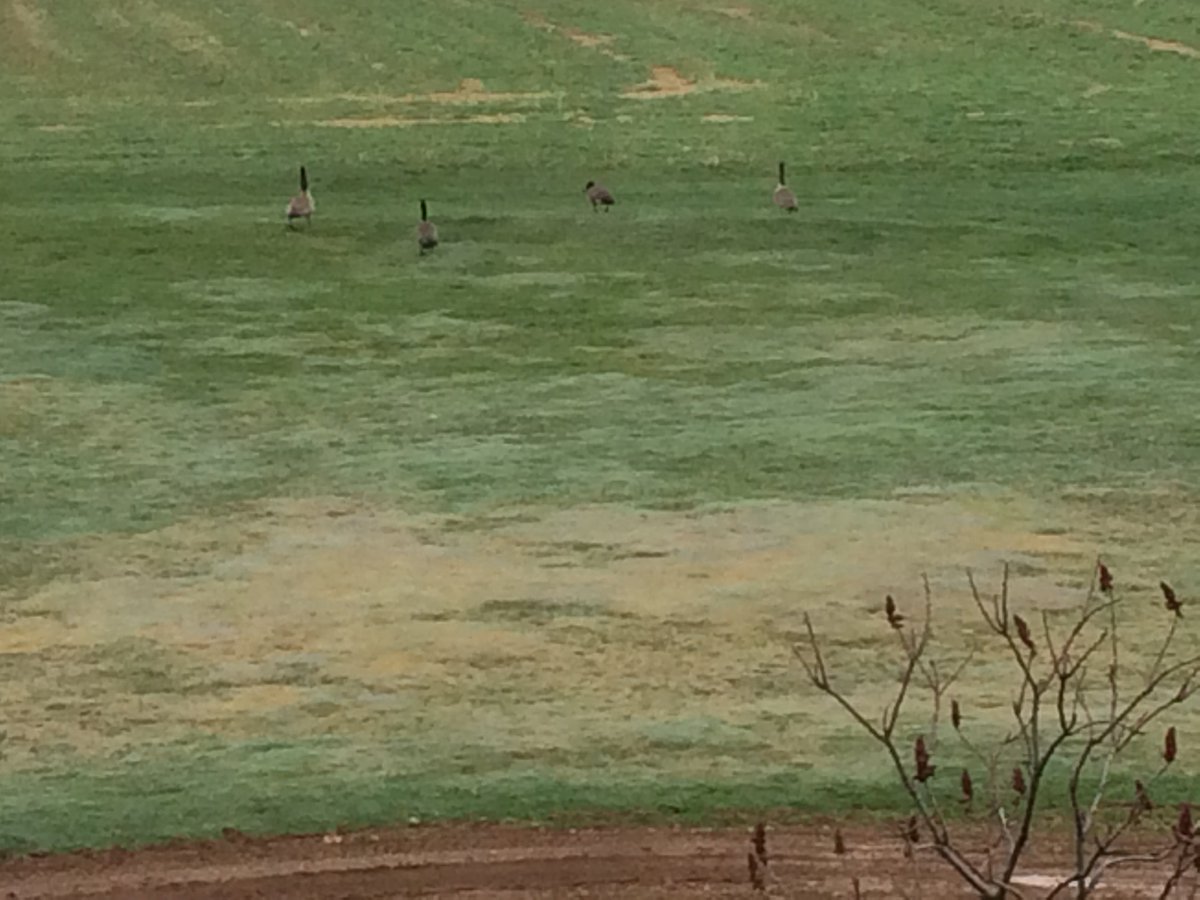 Jcobb22_250's tweet photo. How come they never land in my backyard during hunting season? https://t.co/iatQwIIDWL