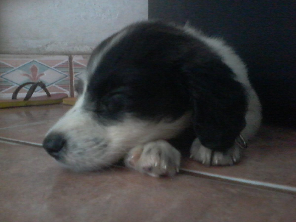 DudaTETEcolne's tweet photo. Sigam the my dog
--> @L_1_Off <-- https://t.co/fuTpxFW3qC