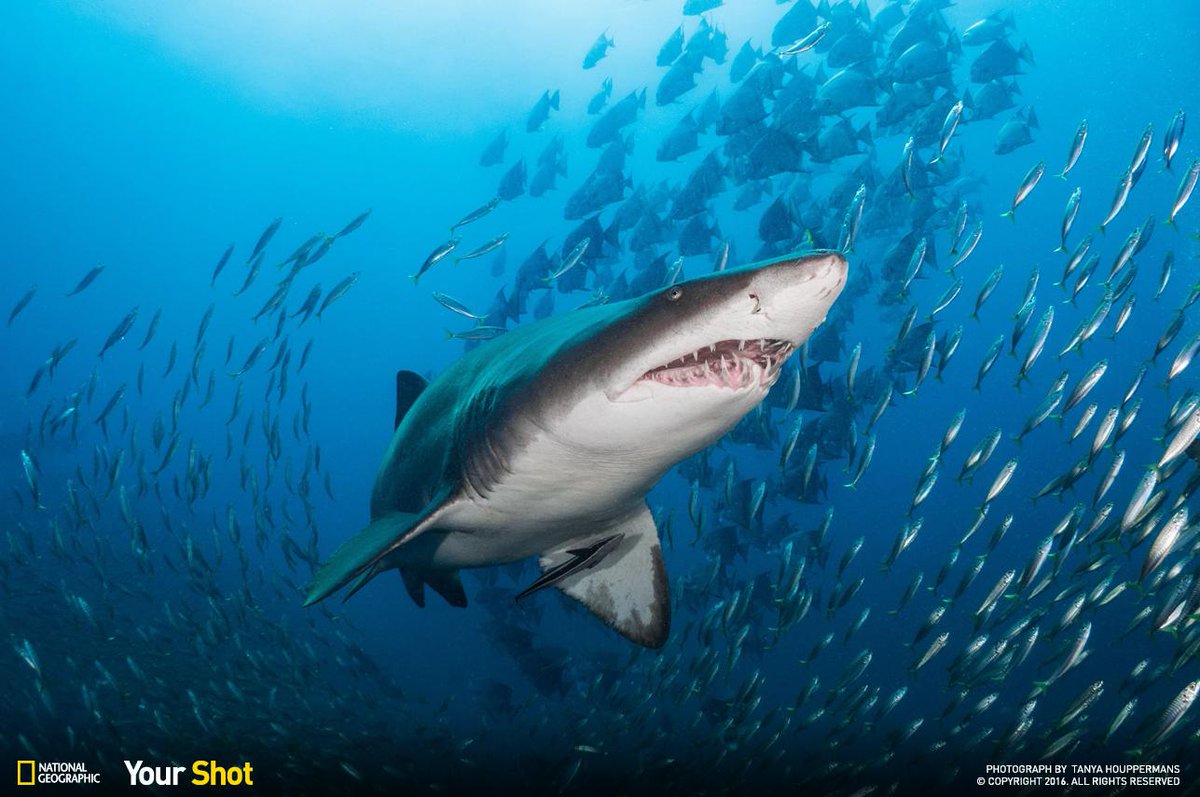 NatGeoPhotos's tweet photo. Dr. Enric Sala talks about the importance of ocean conservation with our #YourShot editors. https://t.co/0RVKtgBu3E https://t.co/NT2ZvJL4x4