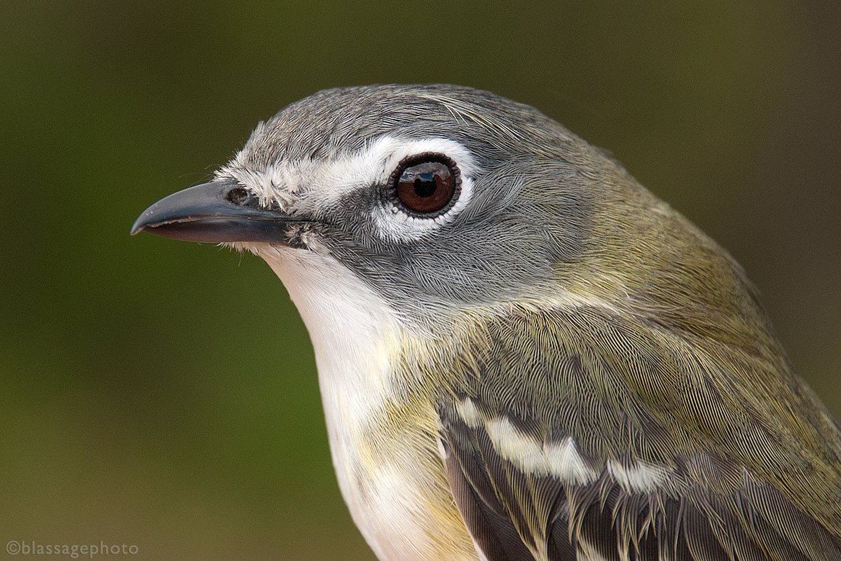 MarkBlassage's tweet photo. Blue-headed Vireo @SBBOBirdBanding #BirdFest2016 #migration https://t.co/zh2Gsfp6ln