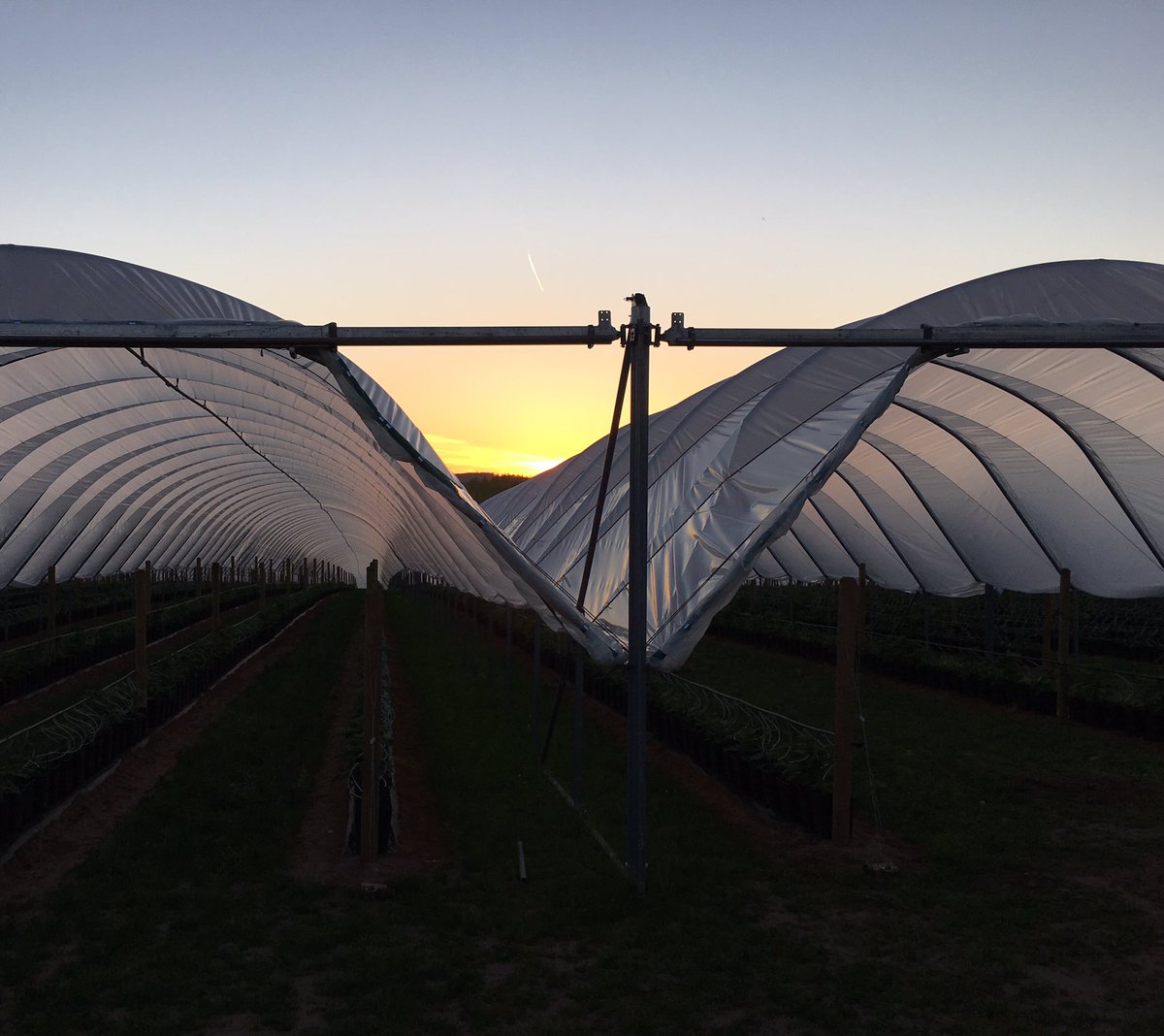 AntSnell's tweet photo. Sunset #Polytunnel reflections this evening! https://t.co/Jeastjv2jN