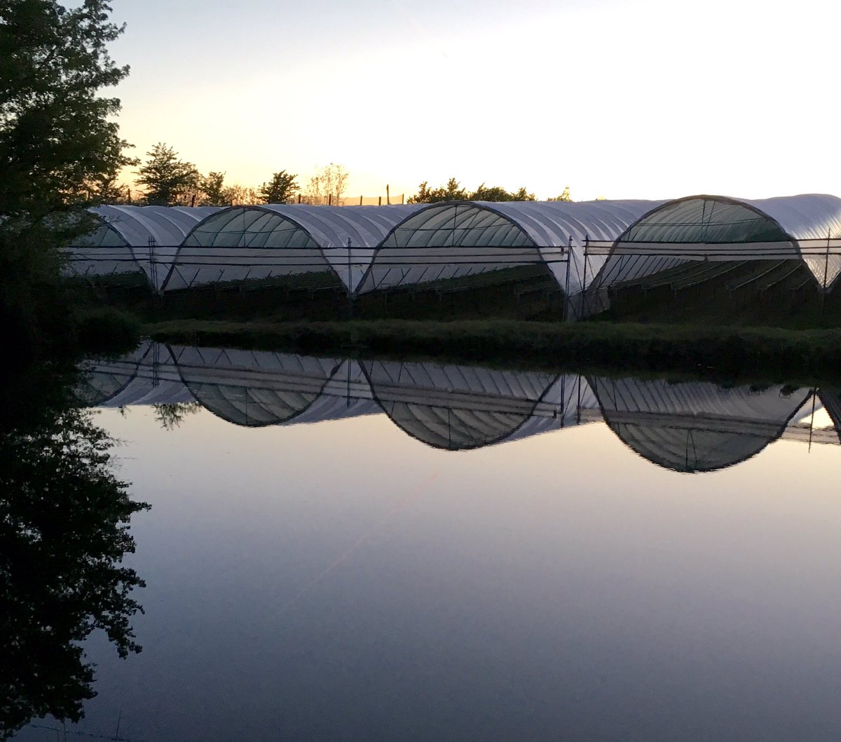 AntSnell's tweet photo. Sunset #Polytunnel reflections this evening! https://t.co/Jeastjv2jN