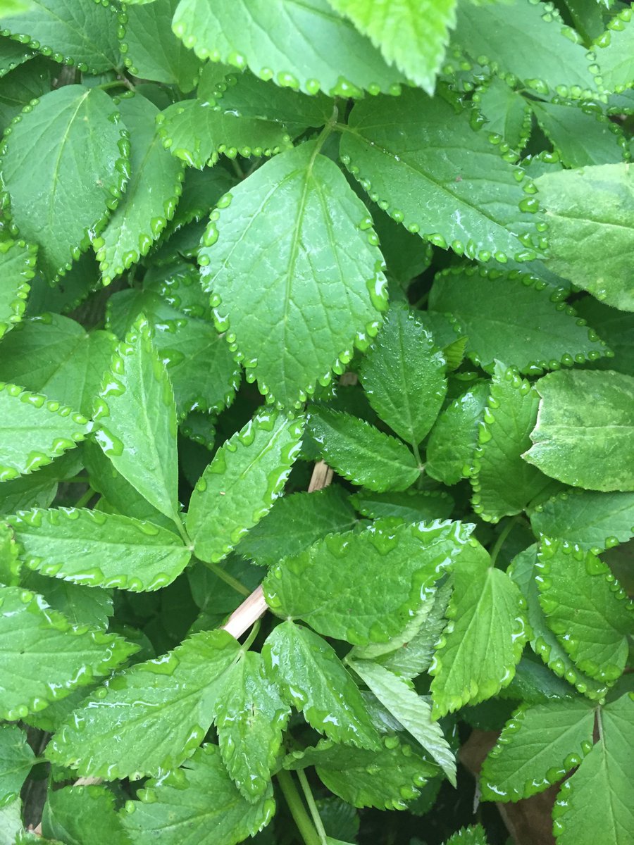 eWildlife_'s tweet photo. A couple mornings ago, I saw small water droplets interestingly placed on leaves?! https://t.co/etuwww5RRW