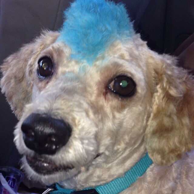 jackallyswift's tweet photo. My dog got colorful blue hair💙 https://t.co/18hHGhIwZB