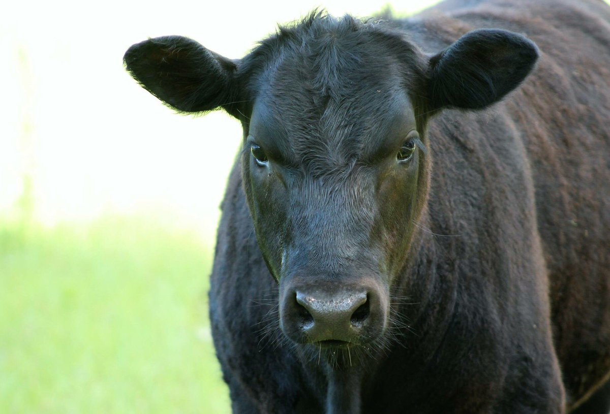 justdovely's tweet photo. #biggirlcamera #MOOtiful #cowsarecute https://t.co/BnHPe6fmy4