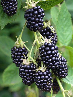 jbaileyfarm's tweet photo. Locally grown blackberries for sale this summer for $5/pt.  Email jbaileylivestockfarms@gmail.com to get preordered. https://t.co/JMvioiWC4W