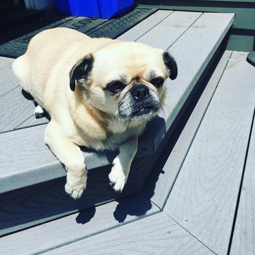 Puglee_Pug's tweet photo. Sun bathing. 😎☀️ #sunshinepug #sundaypugdayfunday #pugsofinstagram #pugtastic #instapug #pennieknowsbest #pennielan… https://t.co/hPT6MHiEhC
