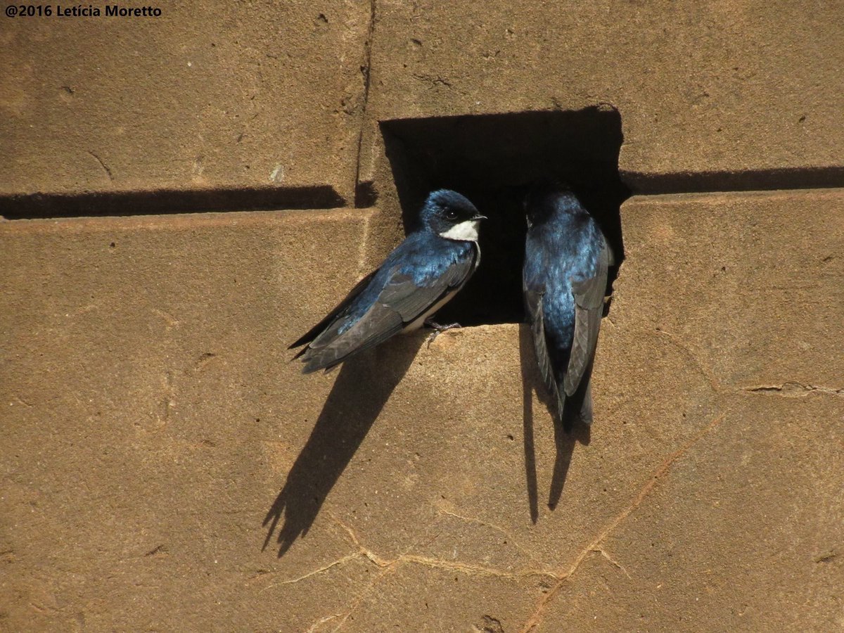 LRMversos's tweet photo. "Azul da cor das asas do casal de andorinhas" ❤️ https://t.co/CsIU4JrBys