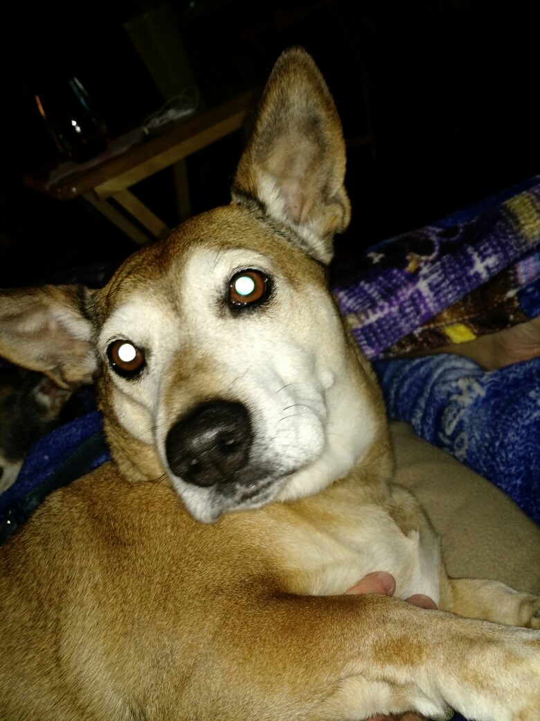 TheSocialPitt's tweet photo. "When is @ajpitty going to take me to see @emmafornaro?! WHEN?!?" Soon, buddy. Soon. #poorJonas https://t.co/fx1FILcsZd