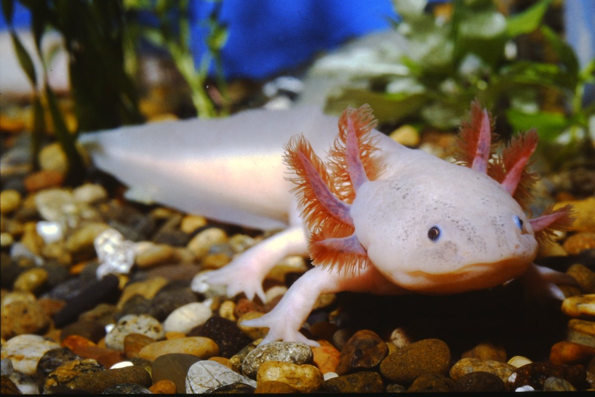 サンシャイン水族館 おはようございます 5月16日 月 10時現在 水族館 特別展 最強生物決戦 展ともに 待ち時間なくご入場いただけます 皆様のご来館お待ちしております サンシャイン水族館 テラフォーマーズ ウーパールーパー アホロートル