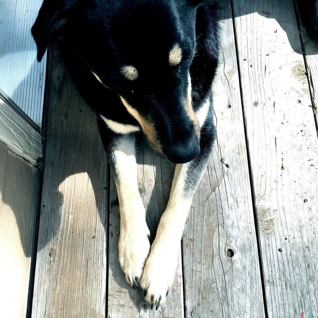 C3Gossett's tweet photo. #ILove_myPup #Enzo_rr #mp_dogpawgänger #Mobile_Phoneography https://t.co/Qap2fZfb6p https://t.co/iLkpek35HA