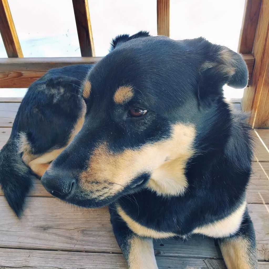 C3Gossett's tweet photo. #ILove_myPup #Enzo_rr #mp_dogpawgänger #Mobile_Phoneography https://t.co/ZzlkZB0gPf https://t.co/7bCuNDmOat