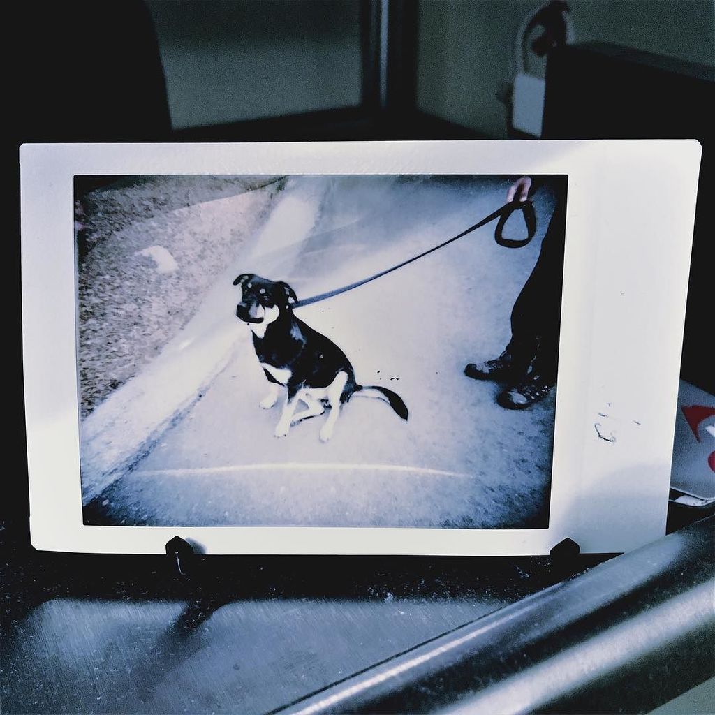 C3Gossett's tweet photo. #ILove_myPup #Enzo_rr #mp_dogpawgänger #Mobile_Phoneography https://t.co/FsMZfUd07g https://t.co/YDZQsuebPe