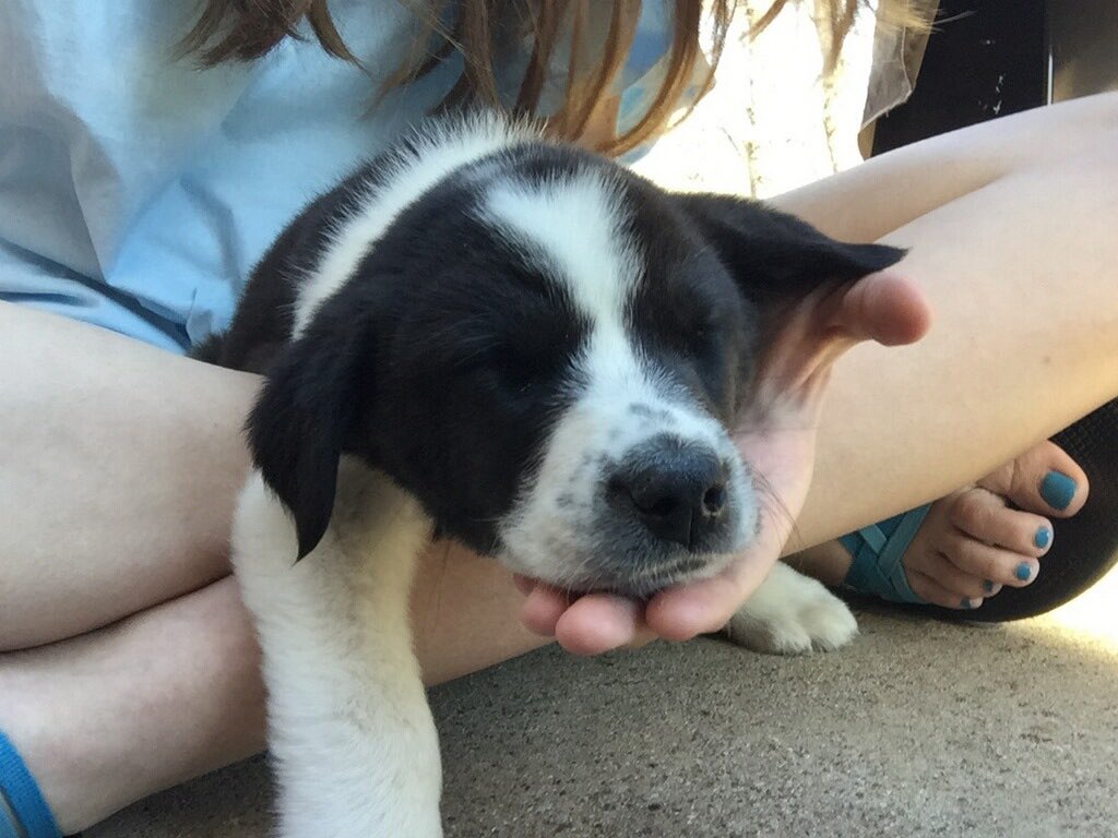 TaylorTgrider's tweet photo. Abby loves dogs, and dogs love Abby!!! Make the doggone right choice: vote Abby for Exec VP!! 🐶 #warecares #abby4vp https://t.co/6xxdRtcllJ