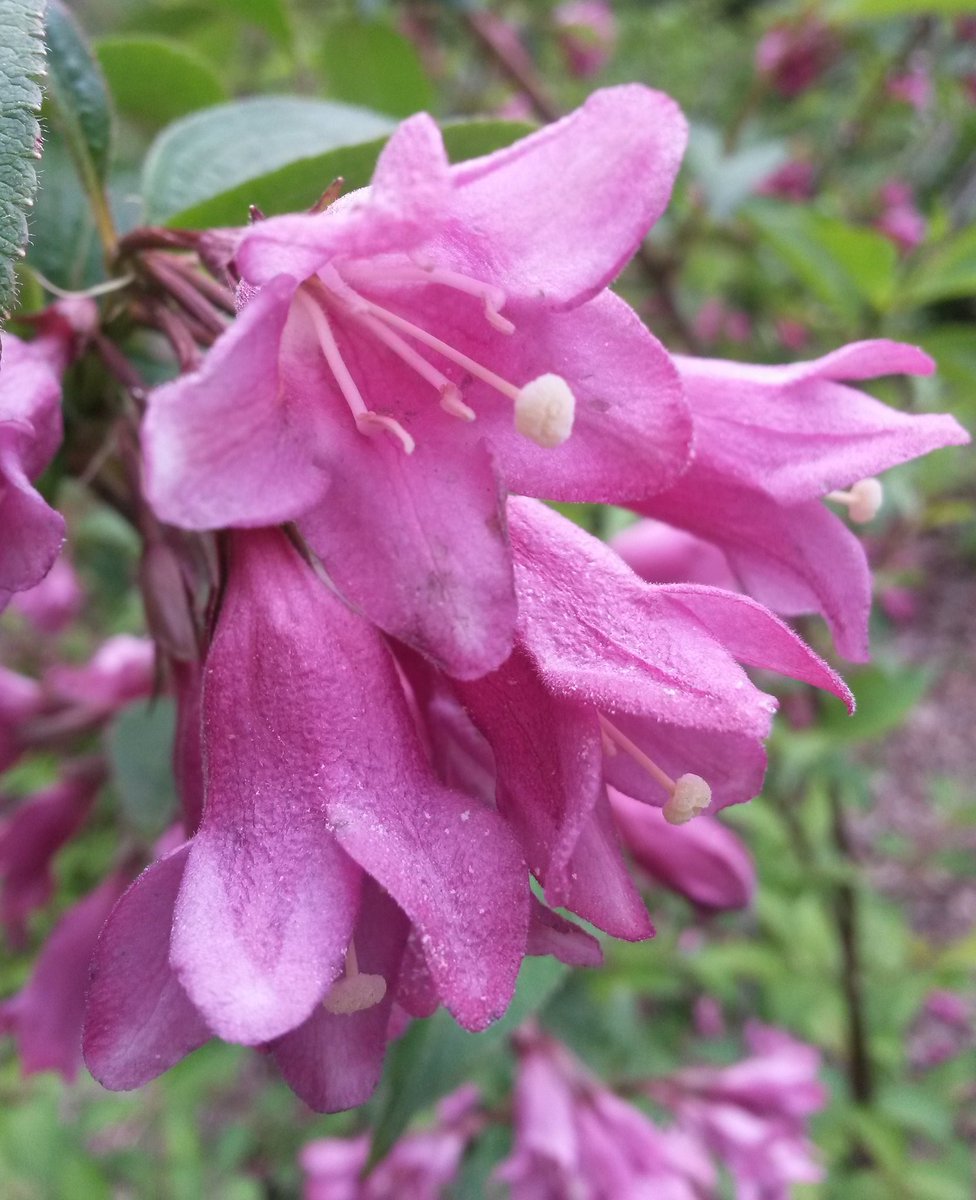 New collection of Korean Weigela subsessilis flowering @TheBotanics #rbgehort