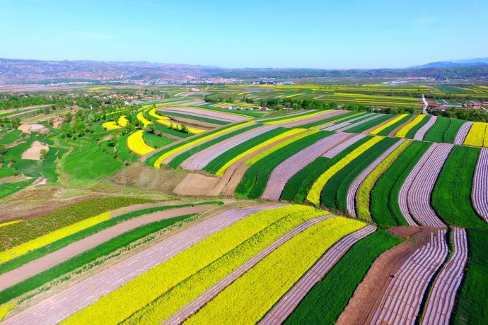 XHNews's tweet photo. More beautiful than landscape oil paintings! Come to NW China's Ningxia to see real breathtaking rape flower fields https://t.co/T4DXafM9Xt
