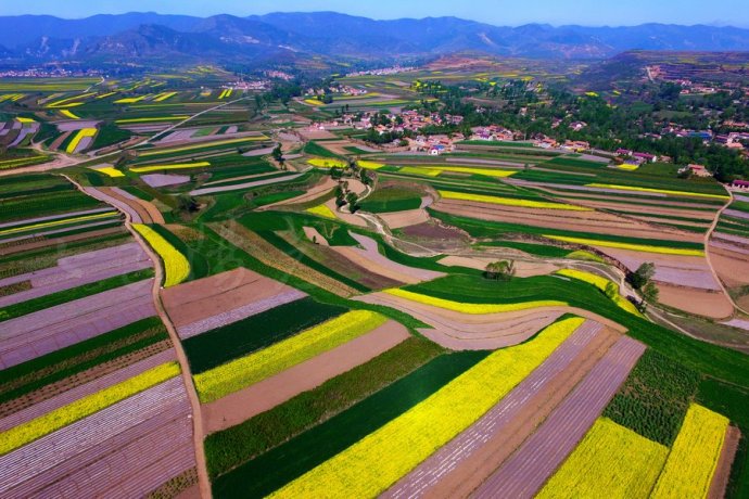 XHNews's tweet photo. More beautiful than landscape oil paintings! Come to NW China's Ningxia to see real breathtaking rape flower fields https://t.co/T4DXafM9Xt