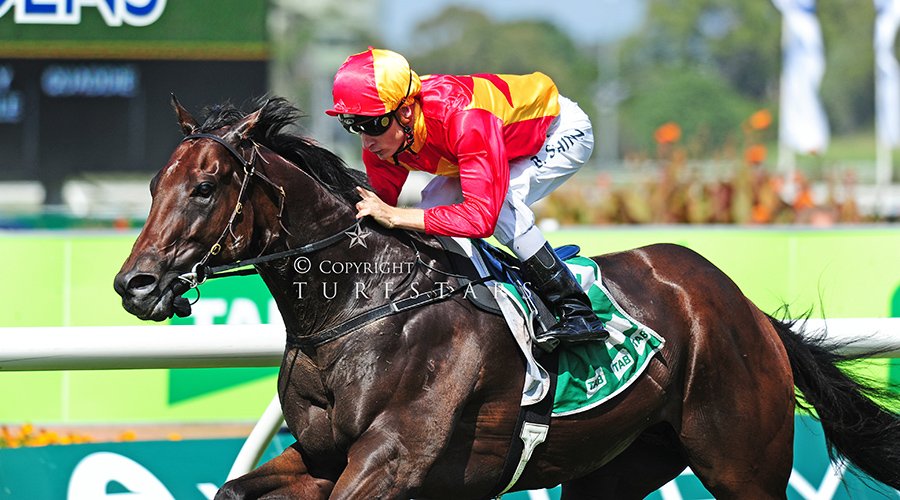LisaGrimm9's tweet photo. He won is first group race in the Star Kingdom in March. MALAGUERRA is now a Group 1 winner #BTCCUP He's by #Magnus https://t.co/7y5BBg3sOY