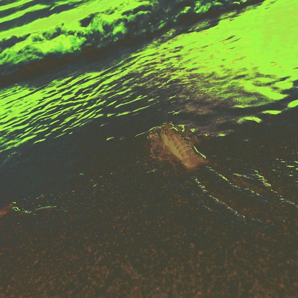 GrantWFriesen's tweet image. &quot;From The Depths&quot; #customfilter #art #photography #crawfish #crawling #depths #fromthedepths