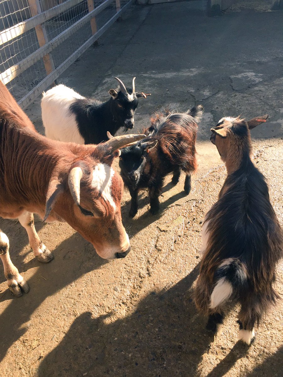 WAA_Teesside's tweet photo. Xena and her gang ready to start the week!! #wildanimaladventures #pygmygoats #zebu https://t.co/iuVMAg2BW9