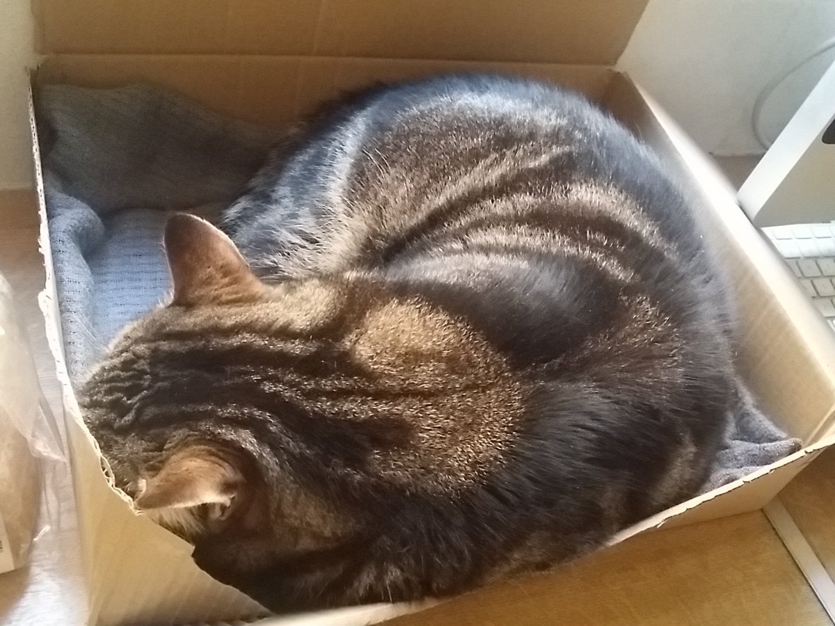 raywand's tweet photo. I think my cat is too big for his box now lol. #DogSized https://t.co/Ooz6tcuyzf