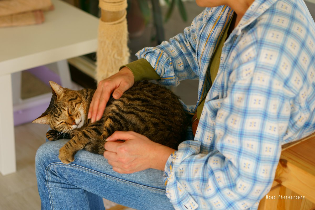 #里親募集 
In a dream,Kyoko. 
#猫カフェブラン → neko-cafe.info 
#保護猫 #猫部 #ねこ部 #猫 #ねこ #kitty 
#sony #α7RII #リツィートいいね感謝