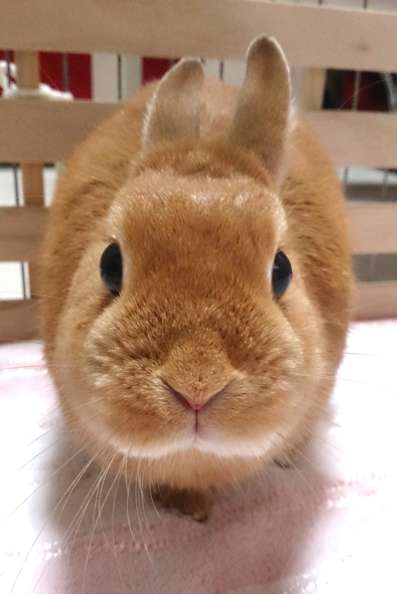 うさぎのモモ V Twitter モモ お鼻つんつん S T Co Xmnlxzshmf Twitter