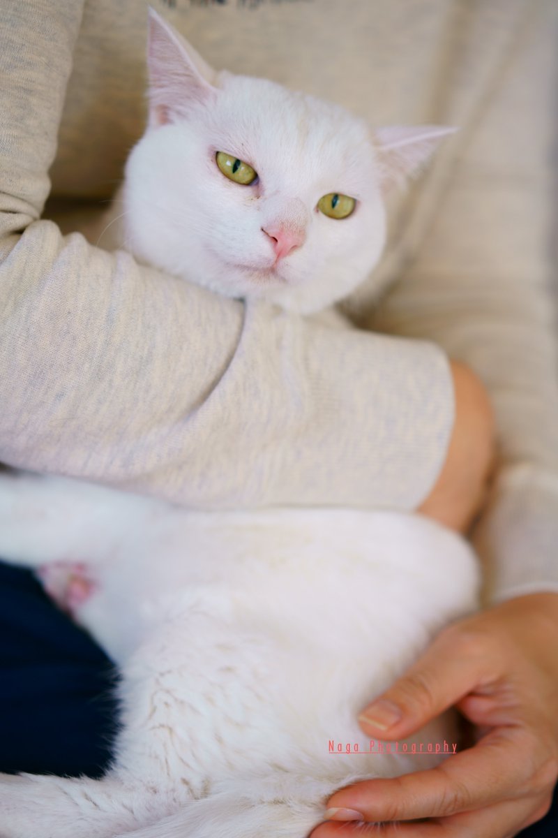 アナちゃん、満足気。 
#猫カフェブラン → neko-cafe.info 
#保護猫 #猫部 #ねこ部 #猫 #ねこ #kitty 
#sony #α7RII #リツィートいいね感謝