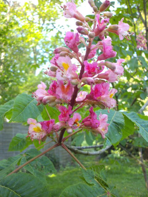 Marie Claude Maury On Twitter Merci Chère Tracy Pour