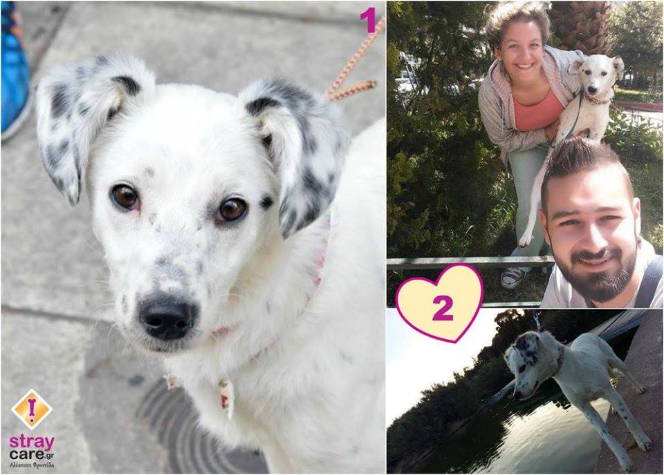 Stray_Care's tweet photo. Η μικρή μας Λούση βρήκε τη παντοτινή της οικογένεια !
Καλη ζωή να έχετε! https://t.co/PNLKmvav41
