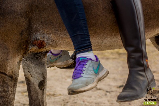 PartidoPACMA's tweet photo. ¿Necesita la Virgen del Rocío todo este sufrimiento animal para ser homenajeada? https://t.co/du4h1sxQ5Q https://t.co/qG8YVLXkL5