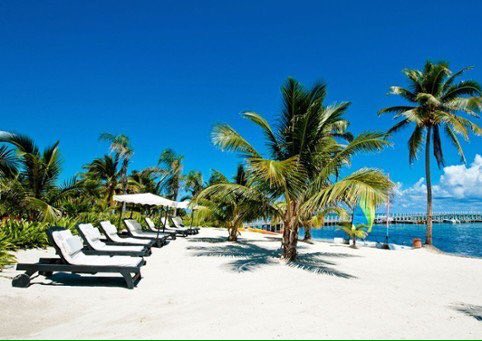 leprchaunrabbit's tweet photo. I haven't found any rule against it so, my family tree is a PALM tree! (Like these ones). #Need2Move #Need2MoveNow https://t.co/AHqyXpYTOQ