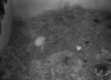 Vandaag is het eerste gierzwaluwen ei gelegd. Volg #nestkastenlive op bit.ly/1KygTqT