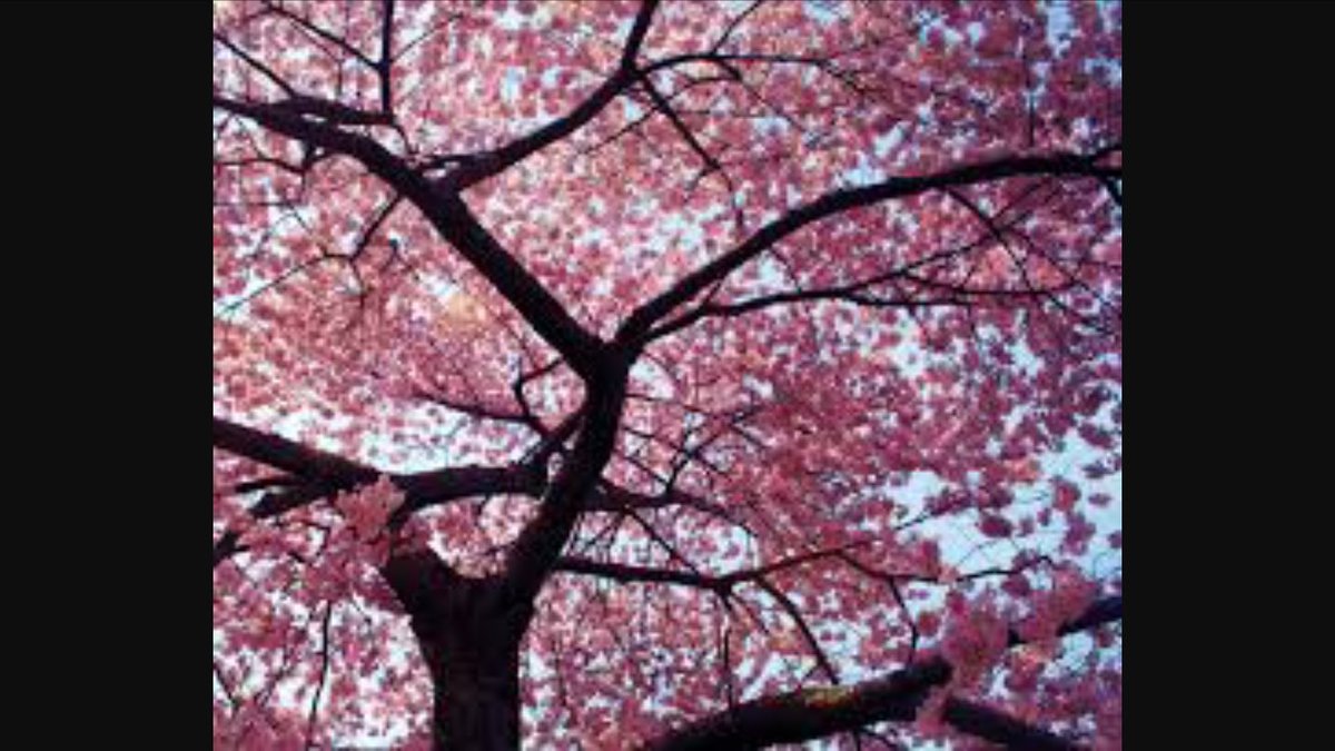 Liam_Harkin86's tweet photo. Blossom on the tree, you know how I feel. It's a new dawn, it's a new day, it's a new life for me... https://t.co/JAhzfiGBsT