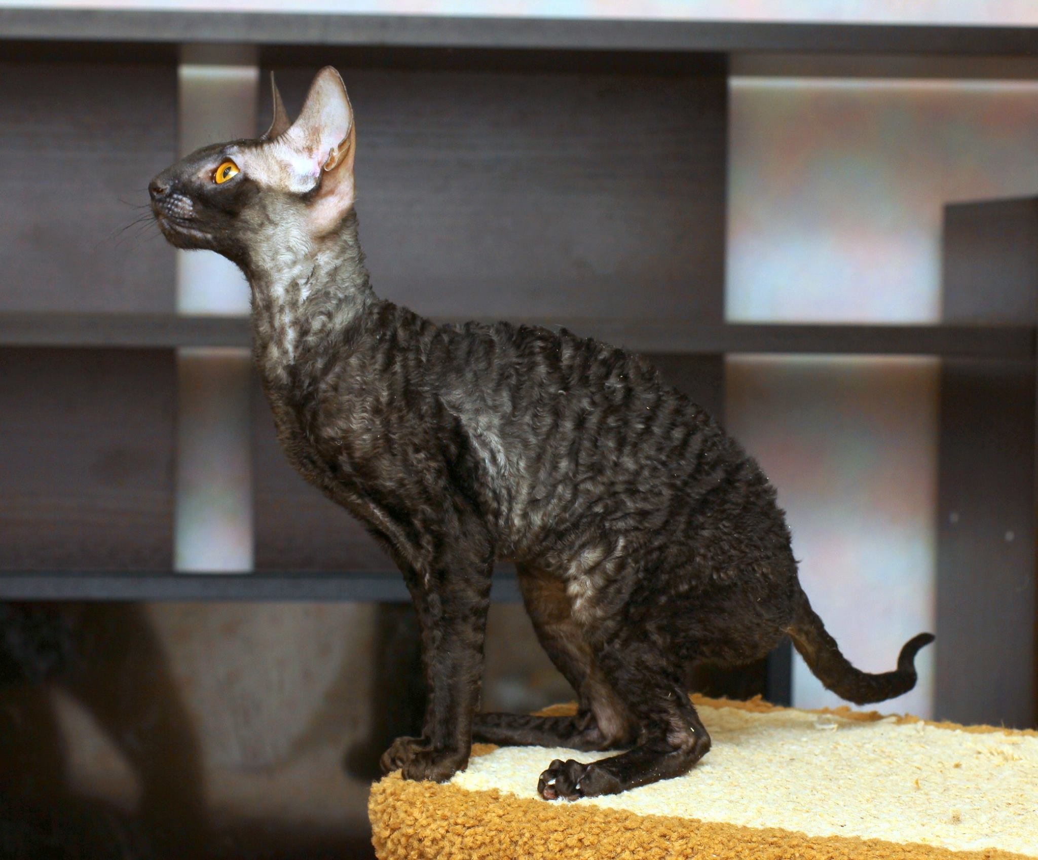 Игрушка Корниш рекс