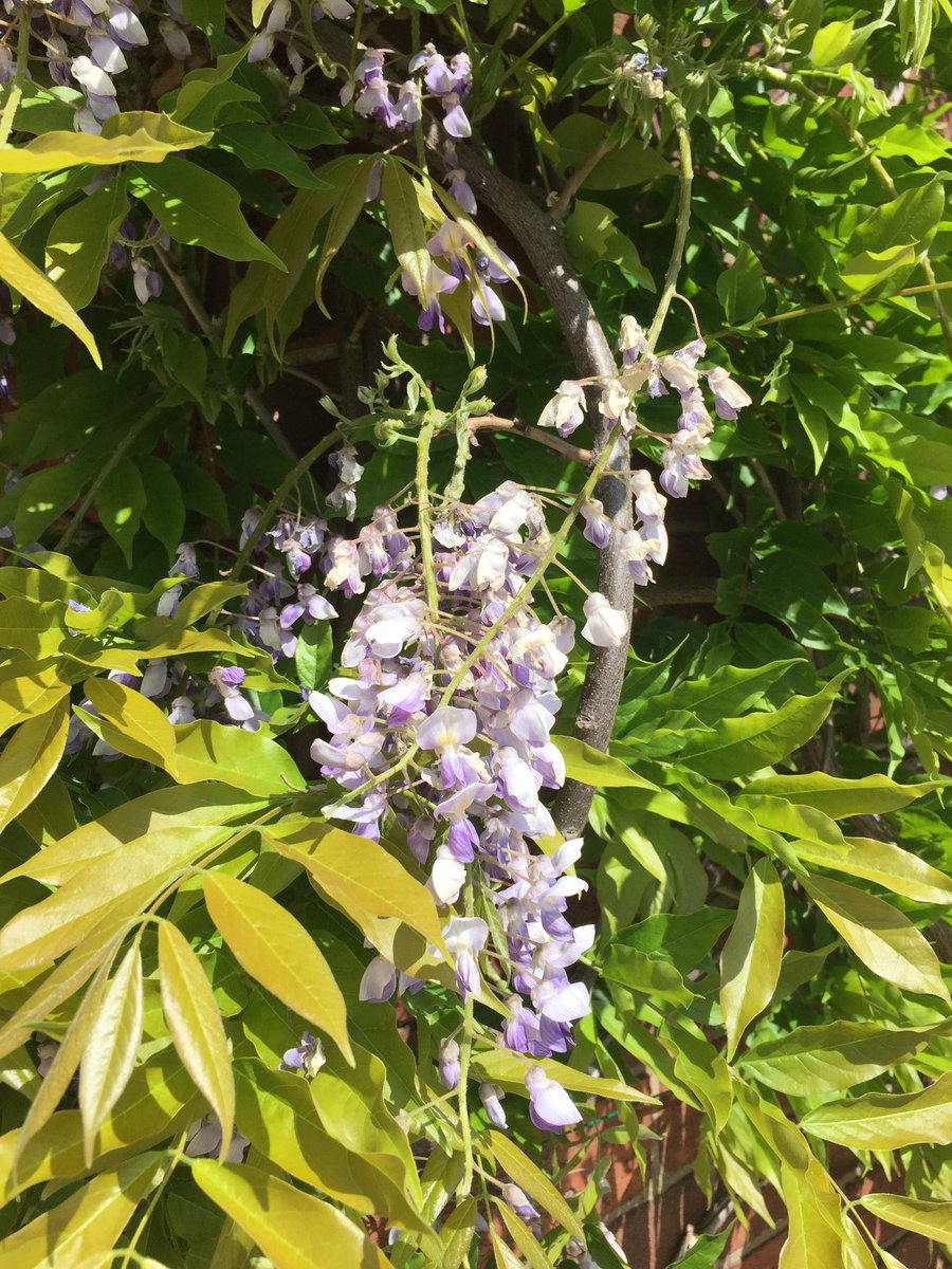 michaelgamblefd's tweet image. Station House Wisteria looking splendid in the sunshine.