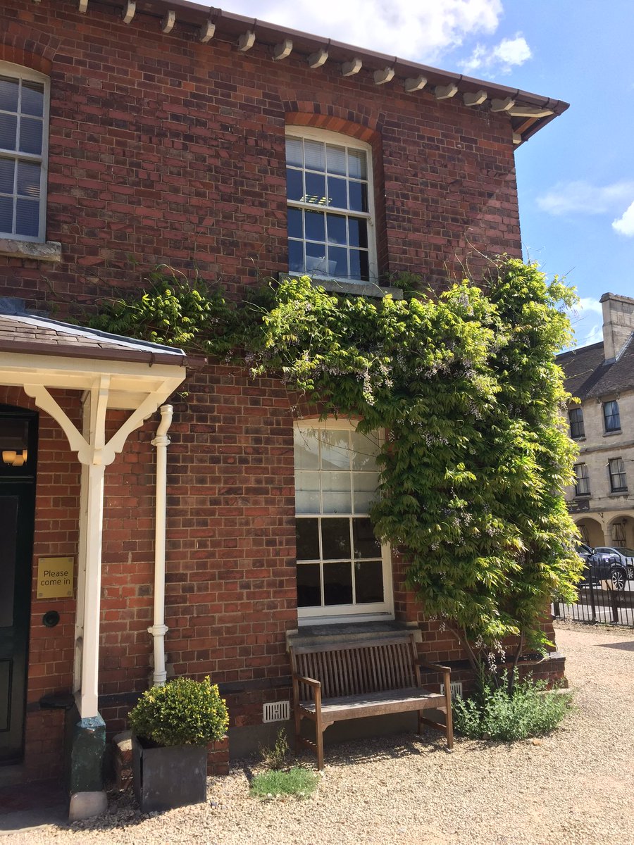 michaelgamblefd's tweet image. Station House Wisteria looking splendid in the sunshine.