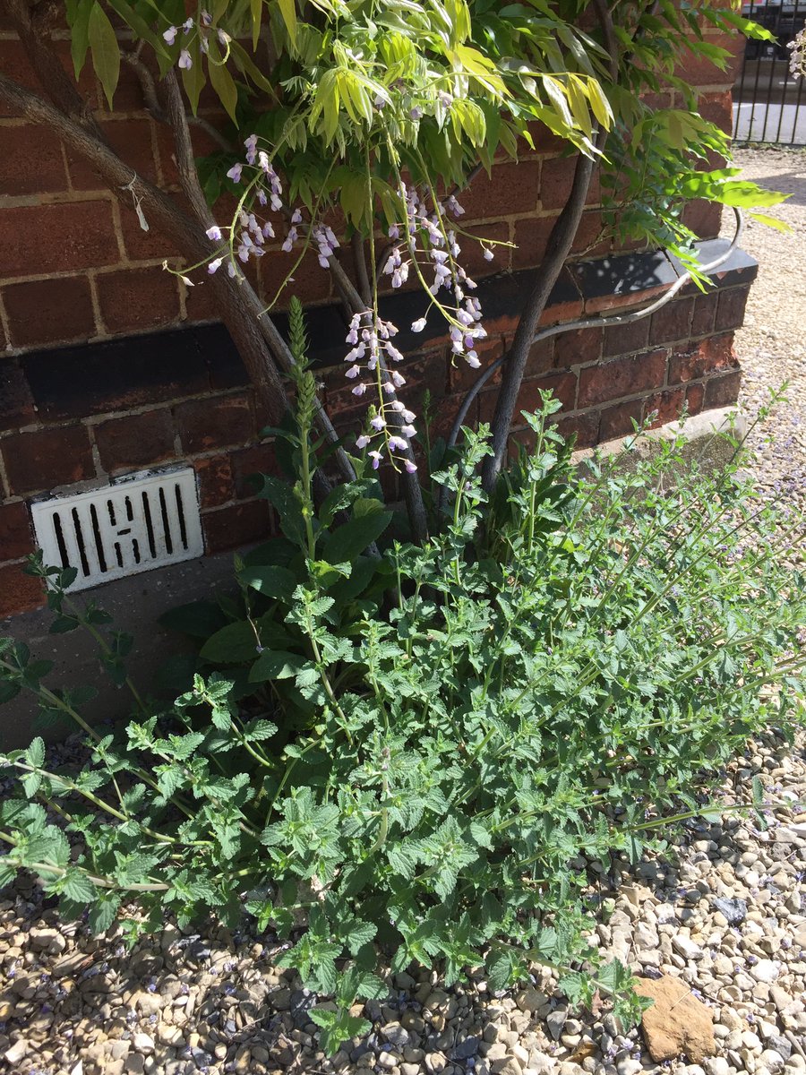 michaelgamblefd's tweet image. Station House Wisteria looking splendid in the sunshine.