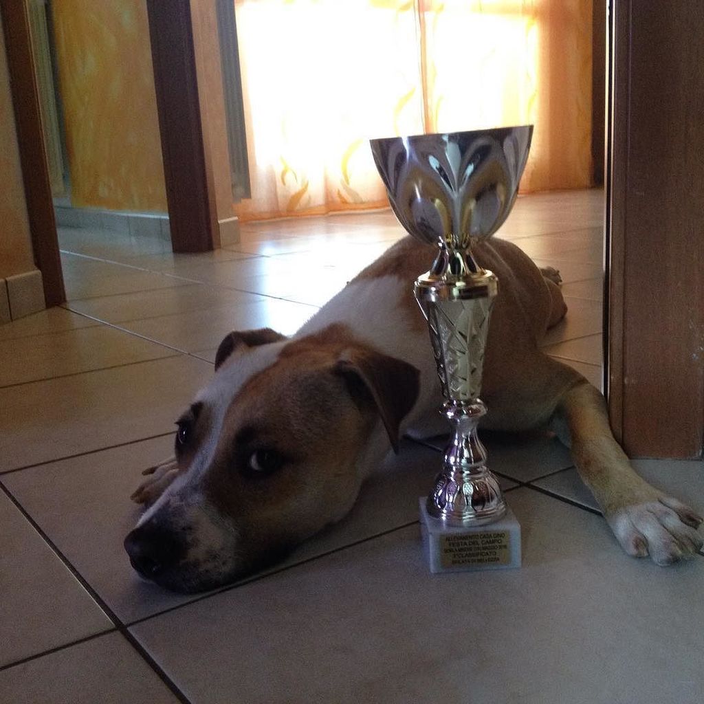 wendy_2parra's tweet photo. La prima coppa di Priscilla! #ilovemydog #instapet #cup #halfpit #coppadelnonno #fanculoatechelhaiabbandonata https://t.co/xLOLCnESsK