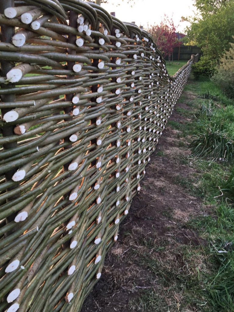 WWood_Foxcotte's tweet photo. Oh she's a pretty one! #willowfencing for your #garden #enjoyyourgarden #design #summer #outdoors https://t.co/pTXC9Zo137
