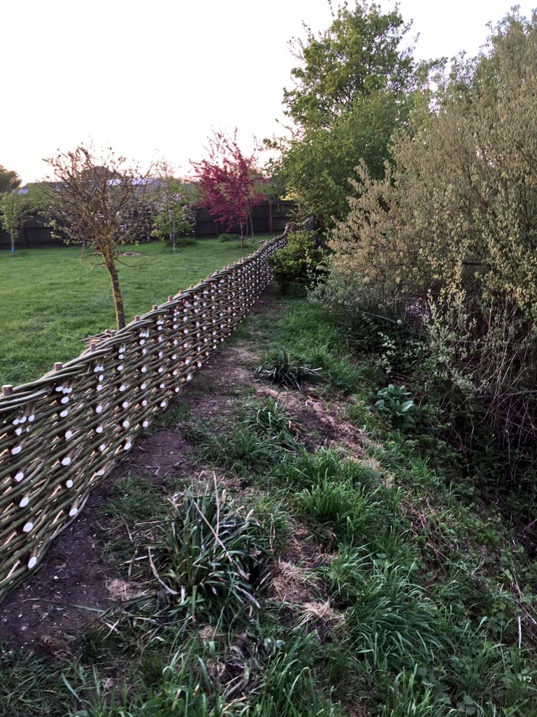 WWood_Foxcotte's tweet photo. Oh she's a pretty one! #willowfencing for your #garden #enjoyyourgarden #design #summer #outdoors https://t.co/pTXC9Zo137