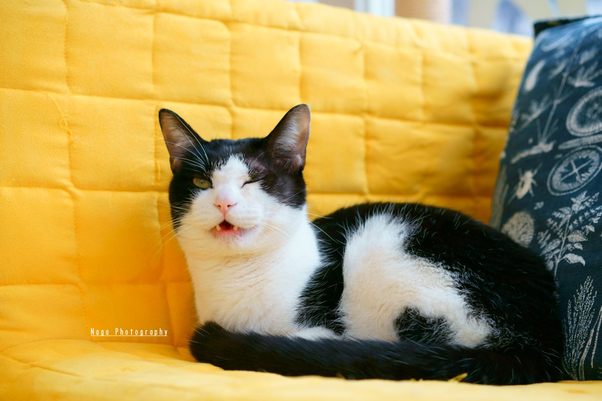 #里親募集 
ケンジ「ウインクにゃ(^_-)-☆」 
#猫カフェブラン → neko-cafe.info 
#保護猫 #猫部 #ねこ部 #猫 #ねこ #kitty 
#α7RII #リツィートいいね感謝 #白黒猫