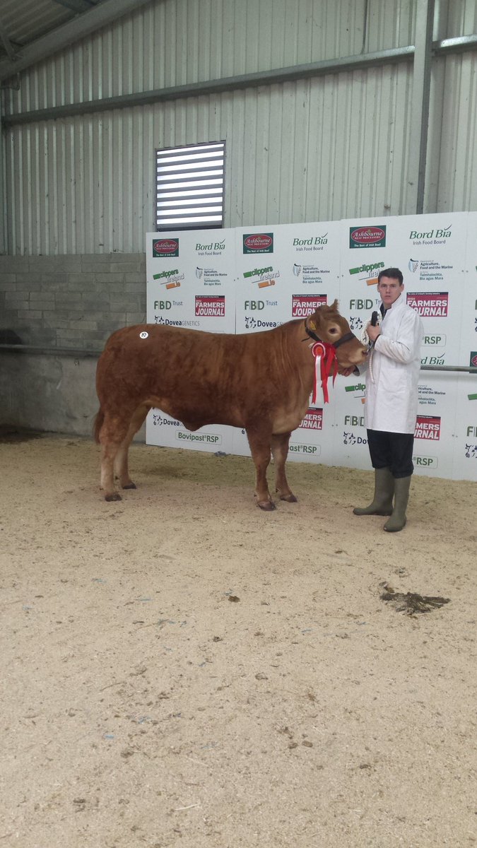 _tjreid's tweet photo. Supreme champion at roscrea premier show & sale #jasmime #heifer #pureclass #champion 🐮🐮 https://t.co/lSI0bwmKwm