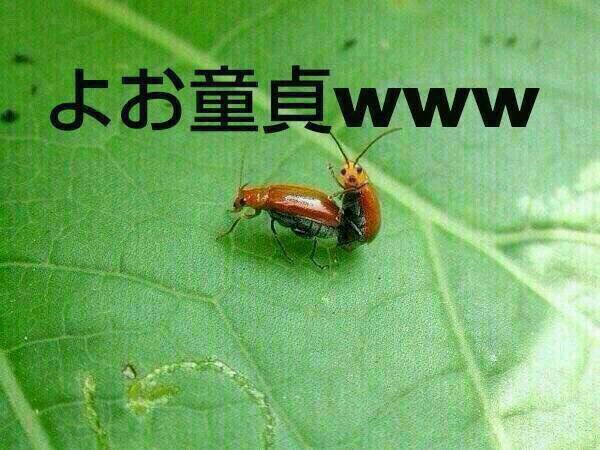 TaigAjp's tweet photo. ようおまえら https://t.co/0jLi35jfkr