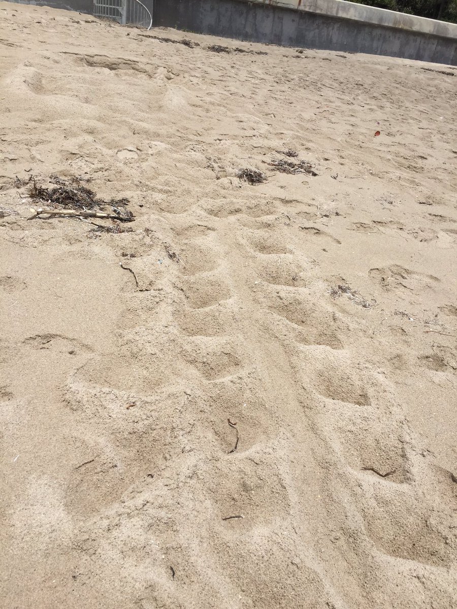 FriendsofPB_'s tweet image. The disparity of my day. Beach trash rope and a new turtle nest!! #turtlenest #beachtrash