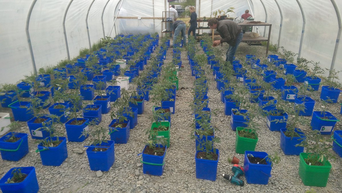 GardenerGareth's tweet photo. Tomato galore in @DonegalETB #Letterkenny by #NLN Horti crew (@RehabGroup ) https://t.co/9I6n9vd584