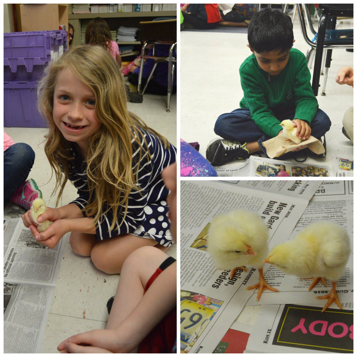 WestChesterASD's tweet image. The chicks hatched at #ExtonES!