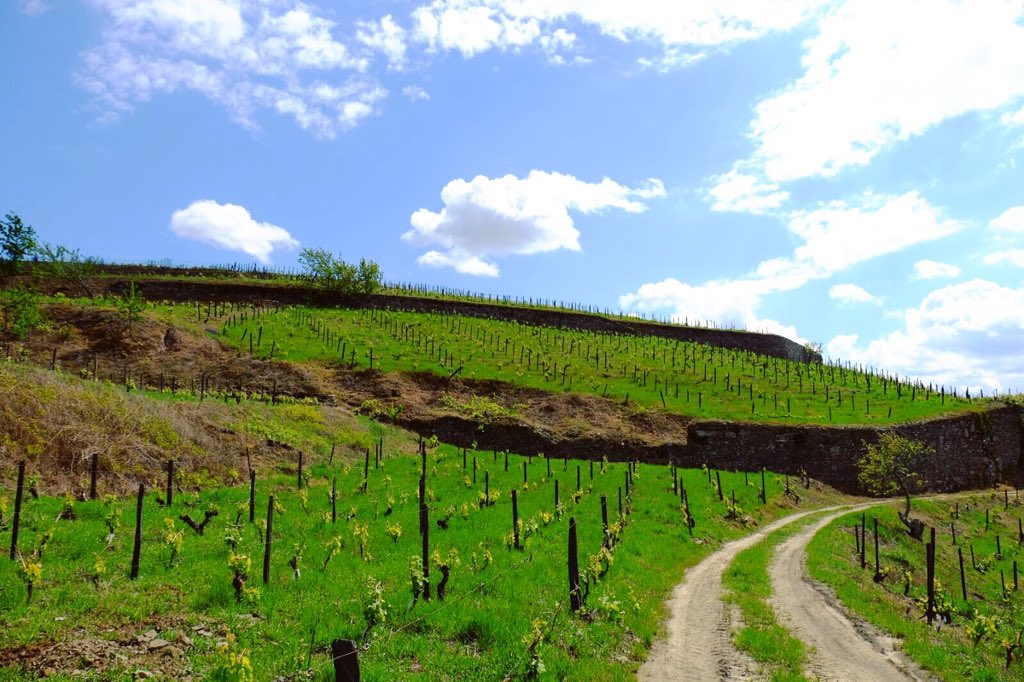 Quinta do Vallado tweet media