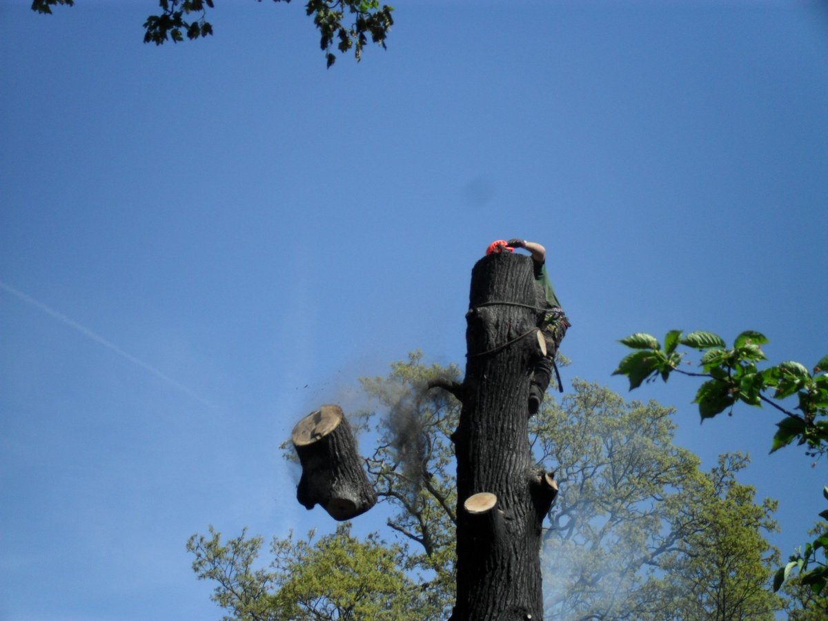 CheshireFire's tweet photo. Firefighters and @MTreescapes tackle a tree fire in Congleton - https://t.co/VoFxLB2vjl https://t.co/q5ma0E9sno