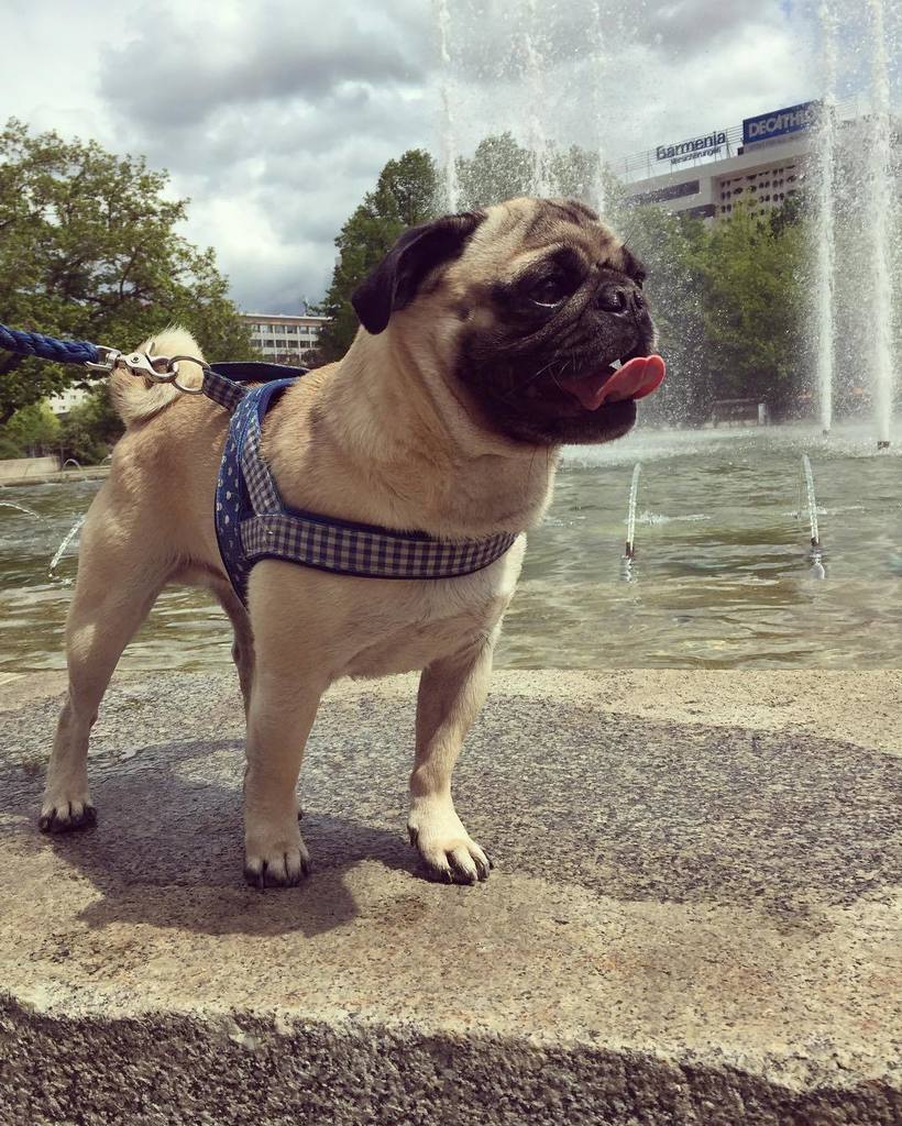 Puglee_Pug's tweet photo. Pug in Town 💕 #Mops #möpse #Mopsliebe #mopstagram #mopsofinstagram #mopsoftheday #mopsofinsta #pug #pugs #pugstagra… https://t.co/BcOpTGwqGZ